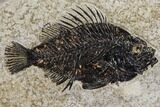 Framed Fossil Fish (Cockerellites) - Wyoming #143761-2